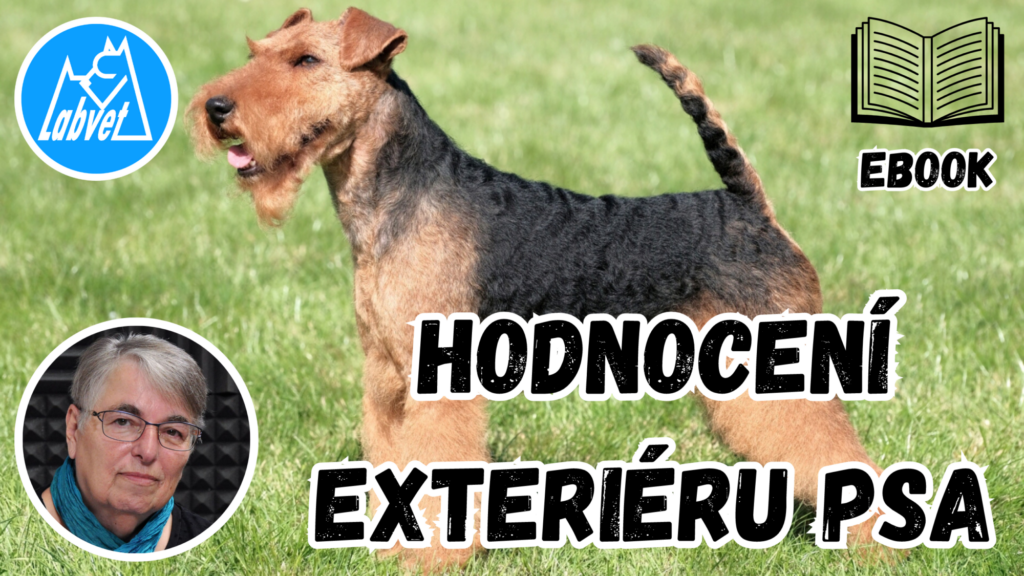 hodocení exteriéru psa
