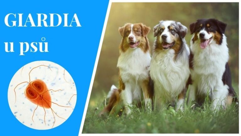 giardia u psů