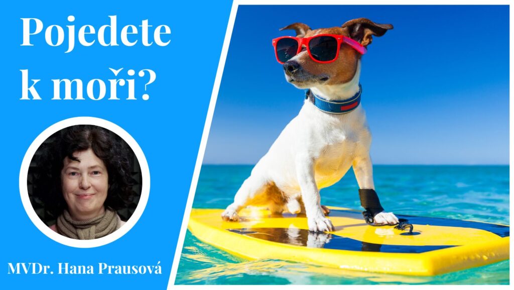 Na dovolené o moře mohou vašeho psa ohrozit srdeční červi