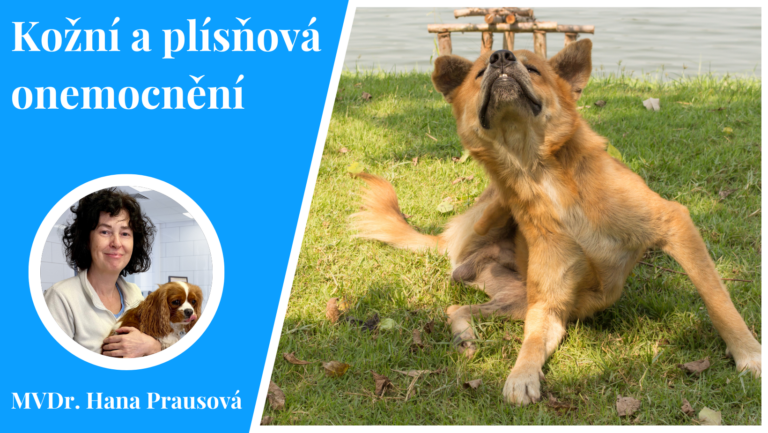 kožní a plísňová onemocnění